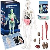 CHMYWJ Glow-in-the-Dark Human Body Anatomy Model Science Skeleton Kits Model for Kids Contains 40 Skeleton Toy with Removable Bones and Organs STEM Educational Toys for KidsFestival and Birthday Gifts