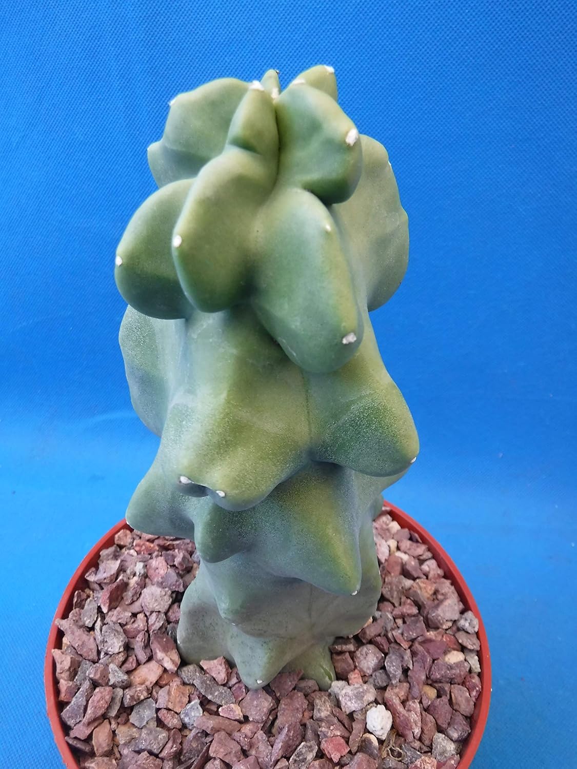 Very Unusual Spineless Shipped Bare Root No Pot 7 To 12 Tall Totem Pole Cactus Plants Seeds Bulbs Trees