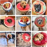 BEAUTYZOO Inflatable Dog Cone Collar Large 16-18 in Neck Blue Shark view 3