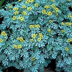 Two (2) Large Live Rue Herb