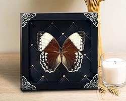 Real Framed Butterfly Moth Dead Insect Dried Bug