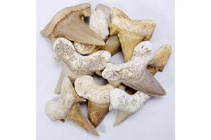 GOLDNUGGETMINER 10 Medium Fossil Prehistoric Shark Teeth Collection with Information Card