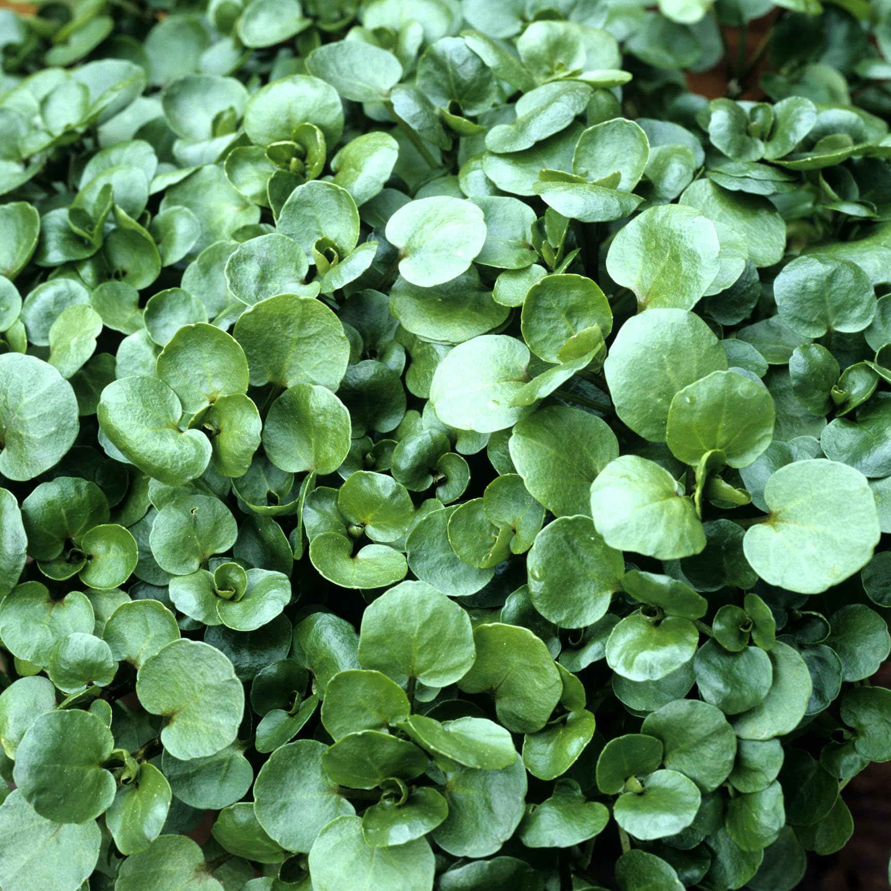 PREMIER SEEDS DIRECT - Watercress - 1.5GM - Nasturtium OFFICINALE