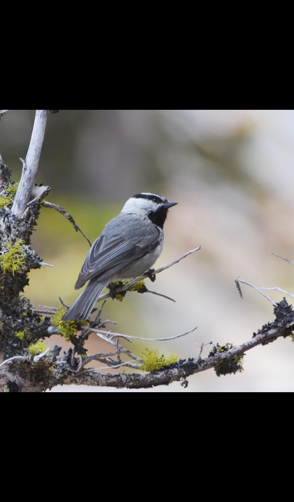 Cute Chickadee Wallpaper – HD Wallpapers of Cute Chickadees!:Amazon