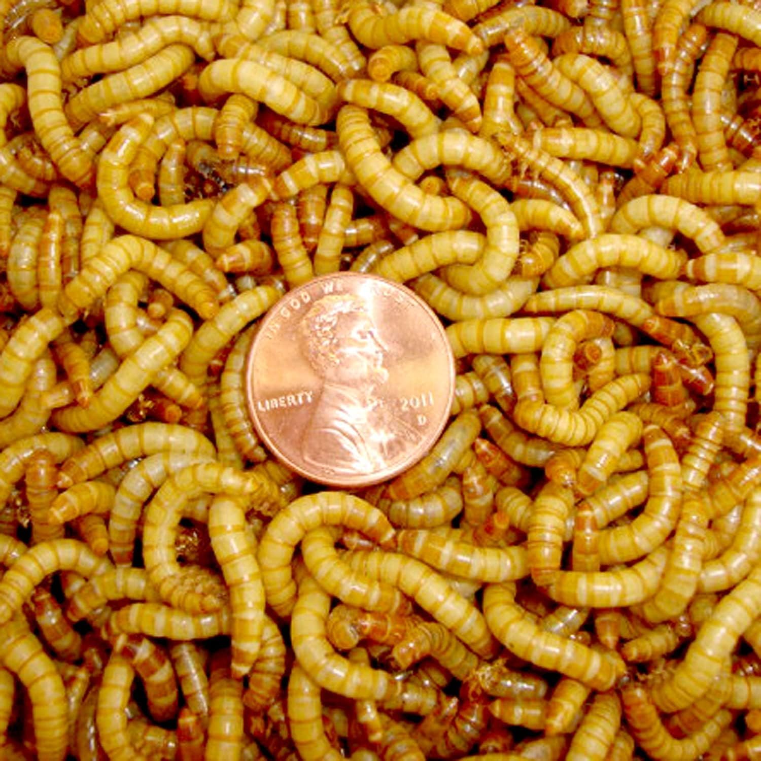 Backyard Birding & Wildlife - BASSETT'S CRICKET RANCH 1000 Live Mealworms