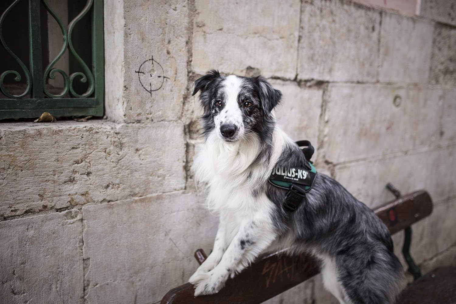 Julius-K9, 16IDC-PG-1, IDC Powerharness, dog harness, Size: L/1, Petrol Green - Image 5