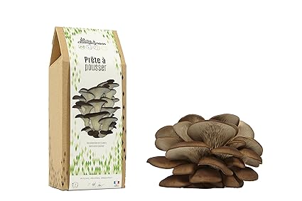 La Boîte à Champignons Lista para cultivar - (clásica para 2 ...