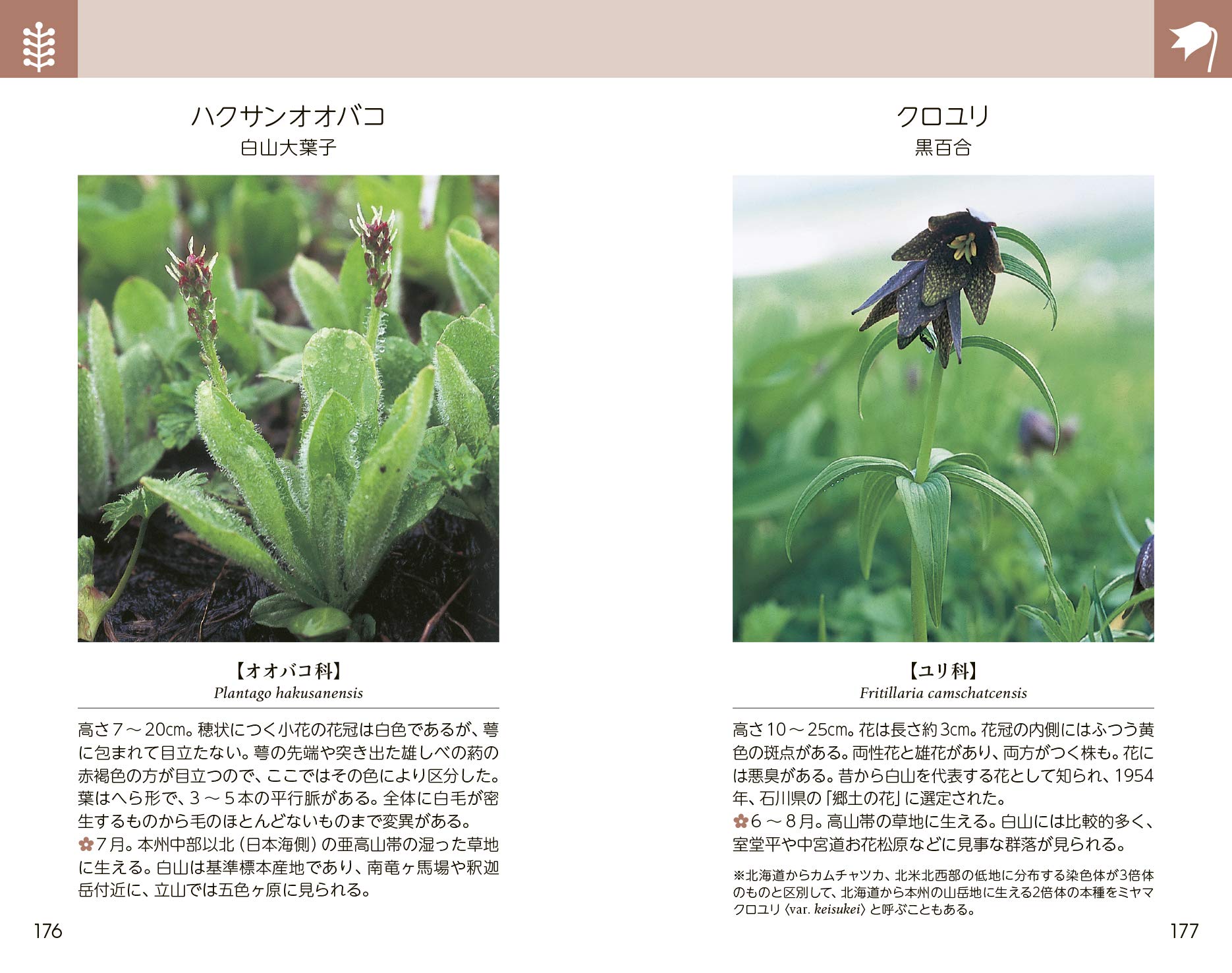 白山 立山 花ガイド 栂 典雅 栂 典雅 本 通販 Amazon