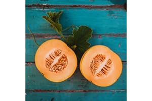 THRESH SEED CO. Minnesota Midget Melon - 25 Seeds - Heirloom Melon Variety, Great for Containers, Sweet & Easy-2-Grow, Non-GMO Cantaloupe Seeds for Planting Outdoors in The Home Garden, Thresh Seed Company