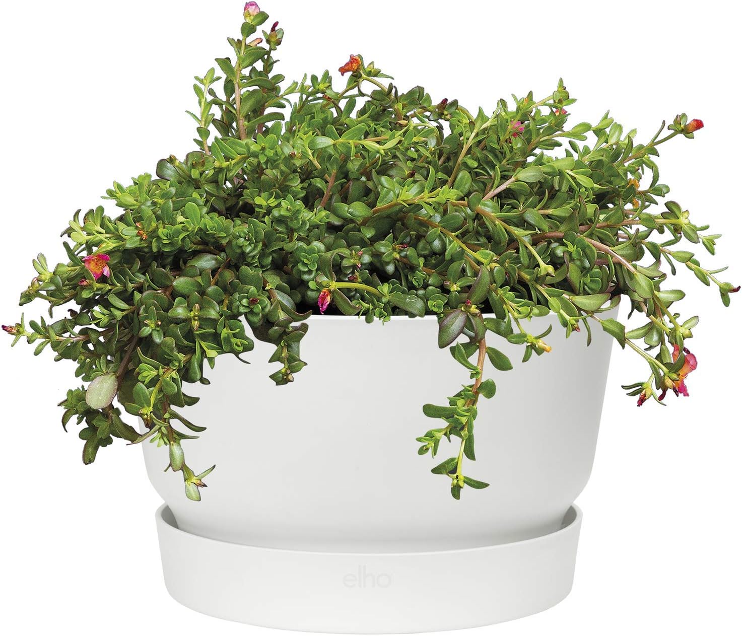 elho greenville Bowl 33 – Runde Blumenschale in Weiß mit Wasserreservoir für den Outdoor-Bereich – Frostbeständig – Ø 33 x H 20 cm