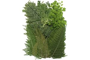 AHTONG 48 PCS Pressed Ferns Large Dried Pressed Leaves, Dried Flowers for Crafs, Resin Molds, Candle Making, Bookmarks(Fern)
