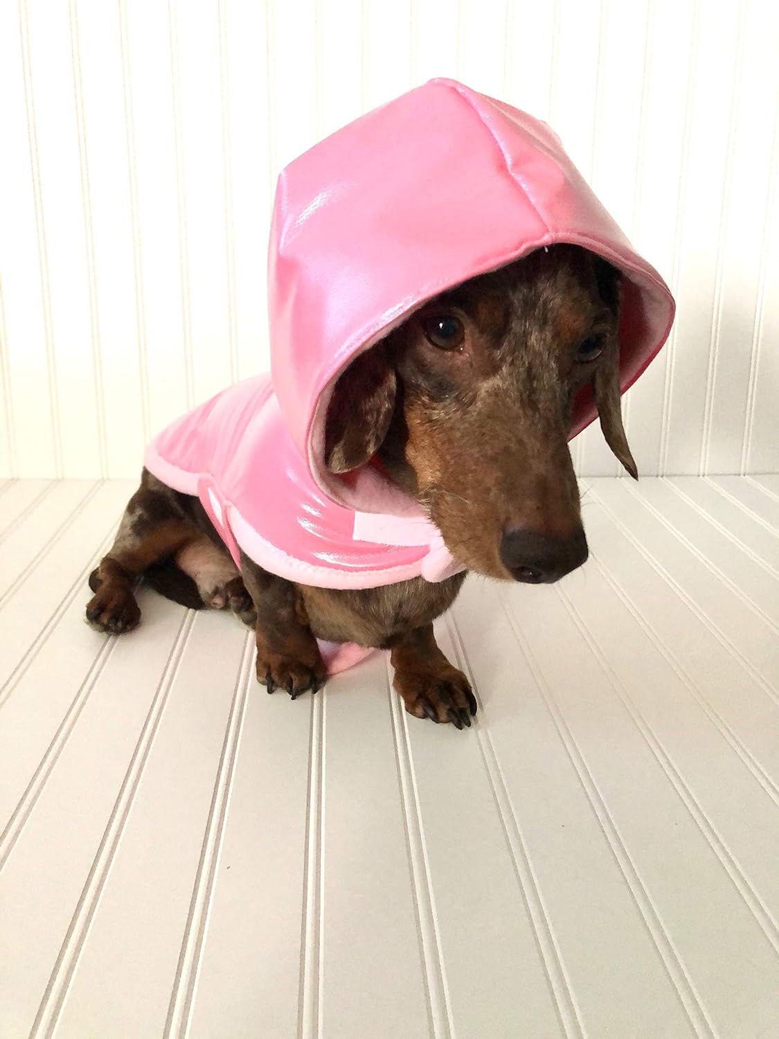 miniature dachshund clothes