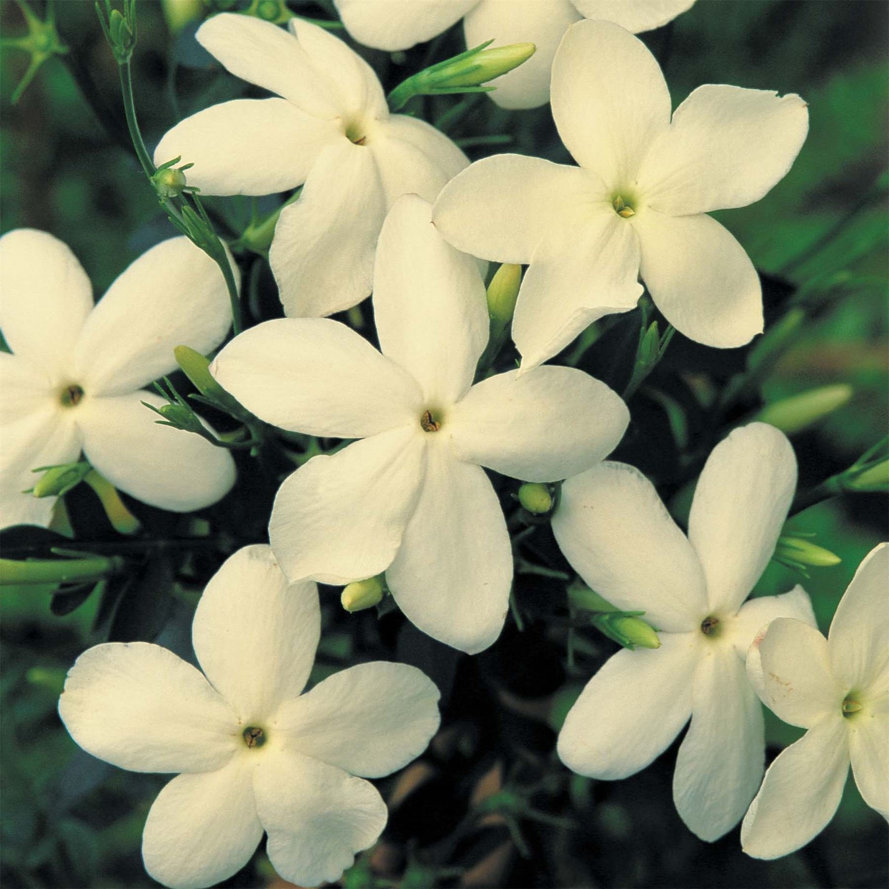 Jasminum officinale Clotted Cream deciduous Climber in 3L Pot. Jasmine