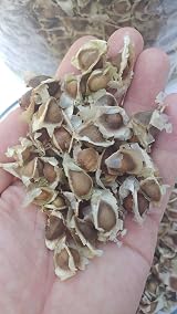 Raw Seeds Moringa Oleifera Seeds Pure Organic Non GMO 510 x view 3