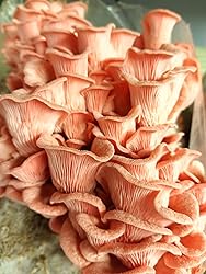 Pink Oyster Mushroom (Pleurotus djamor) Liquid