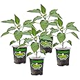 Bonnie Plants Jalapeno Hot Pepper Live Vegetable Plants - 4 Pack, Most Popular Chile Pepper, Non-GMO, 24 - 48 Inch Plants, 3 Inch Pepper Size