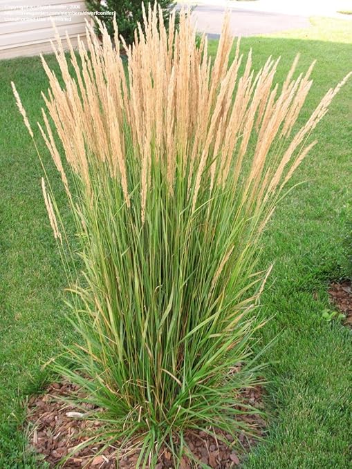 Feather Reed Grass aka Calamagrostis acut. 'Karl Foerster' Live Plant