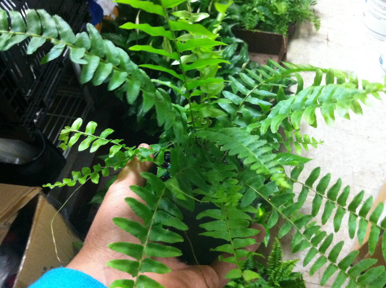 BOSTON FERN - ORIGINAL - 4" POTTED PLANT - LIVE PLANT - PLANT