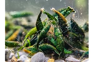 Seam Oasis Green Premium Neocaridina Shrimps for Freshwater Aquariums (Green Diamond, 10+1 Pack)
