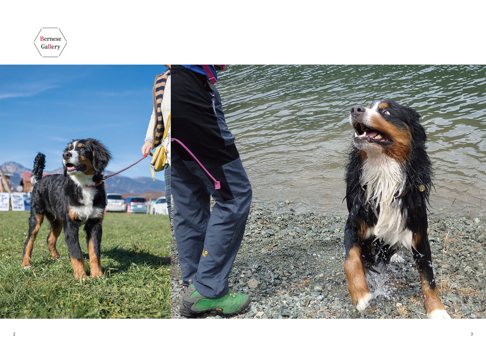 Amazon Fr バニ式生活のオキテ バーニーズ マウンテン ドッグとの素敵な暮らしのための知恵と工夫 Livres