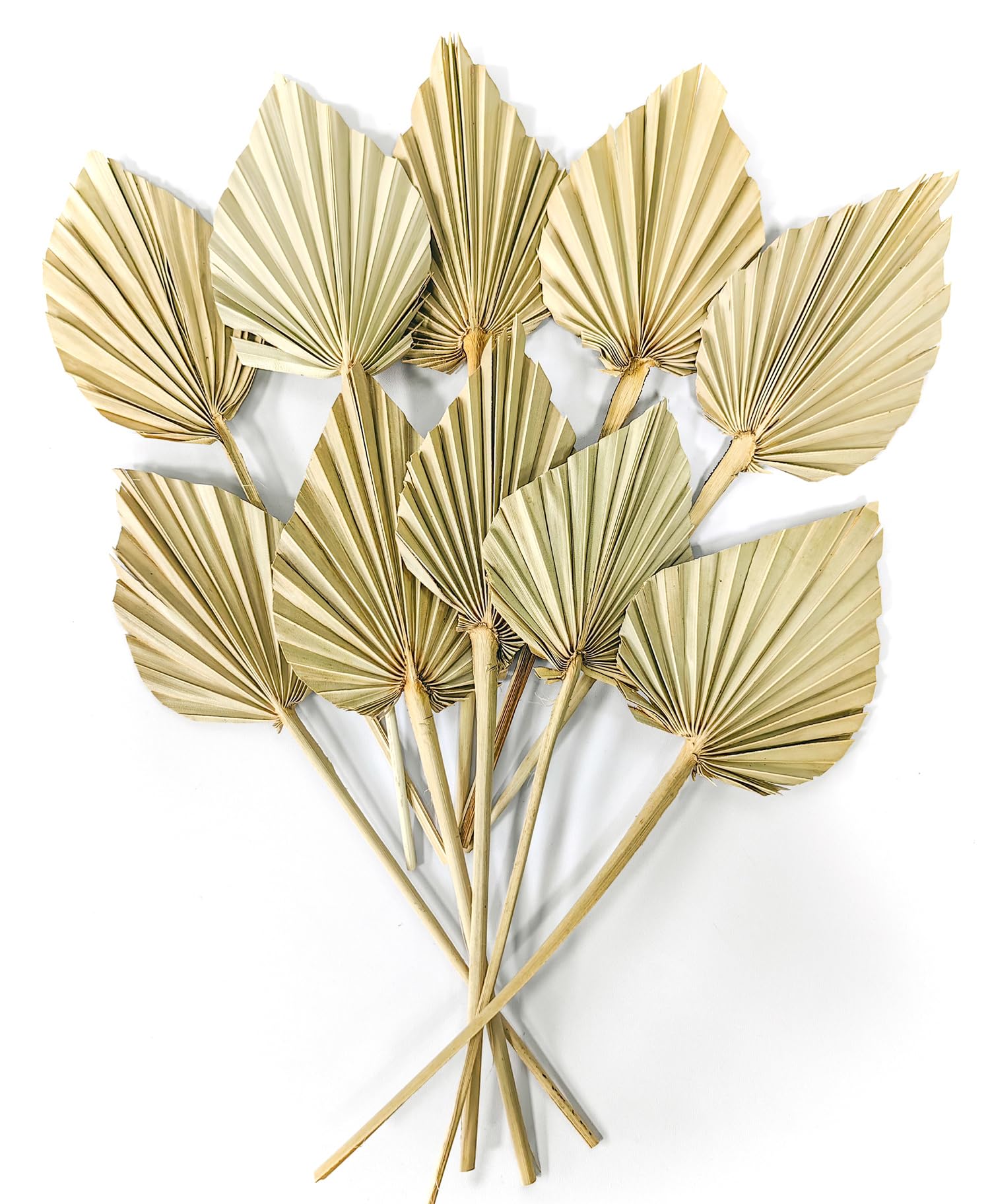 Photo 1 of Dried Palm Leaves 10 Pcs Boho Natural Small Fans With Stem - Real Palm Spears Bulk for Vase, Wedding, Party, Office, Home Wall Decor