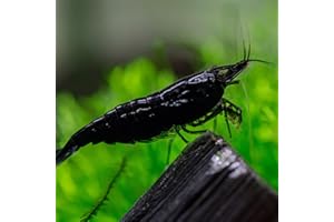 Las Vegas Exotic Fish™ 20 Black Rose Neocaridina Shrimp Live Freshwater Shrimp Aquarium Inverts