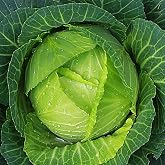 200+ Copenhagen Cabbage Seeds for Planting Outdoors - Heirloom Non-GMO | Copenhagen Market Variety, brassica oleracea var. capitata