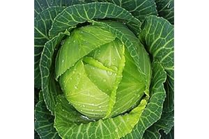 AXEL'S GARDEN SEEDS Cabbage Seeds for Planting – Non-GMO Heirloom Vegetable Seeds – Full Instruction Packets to Plant in Your Home Outdoor Garden – Gardening Gift – 200 Copenhagen Cabbage Seeds Per Pack (1 Packet)