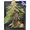 Trippy Marijuana Weed Plant 3D Poster Wall Art Decor Print | 11.8 x 15.7 | Lenticular Posters & Pictures | Photo Memorabilia Gift for Guys & Girls Bedroom | Cool Hippie Psychedelic Sativa Pot Leaf Bud