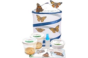 NATURE GIFT STORE Live Butterfly Kit: Shipped with 10 Painted Lady Caterpillars Now- Pop Up Cage