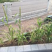 Erdbeersamen Erdbeersamen