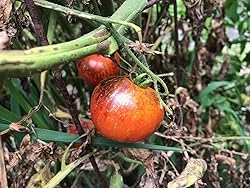 Dark Galaxy Heirloom Tomato Premium Seeds for