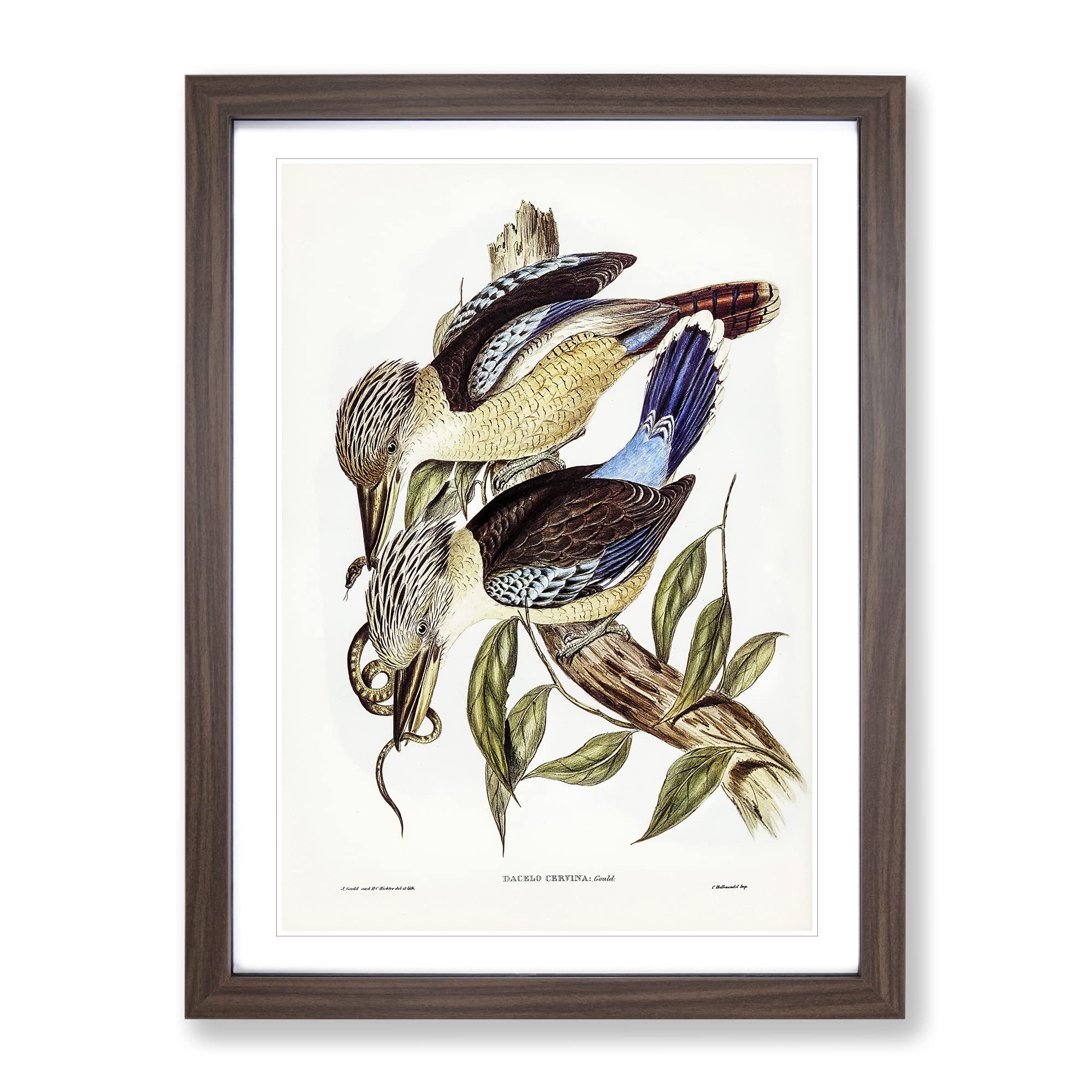 Fawn Breasted Kingfishers By Elizabeth Gould Vintage Framed Wall Art Print, Ready to Hang Picture for Living Room Bedroom Home Office Décor, Walnut A4 (34 x 25 cm)