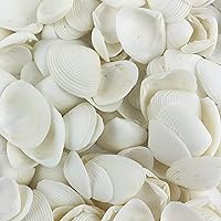 Amazon.com: Worlds White Clam Cay Cay Sea Shells for Home Decorations ...