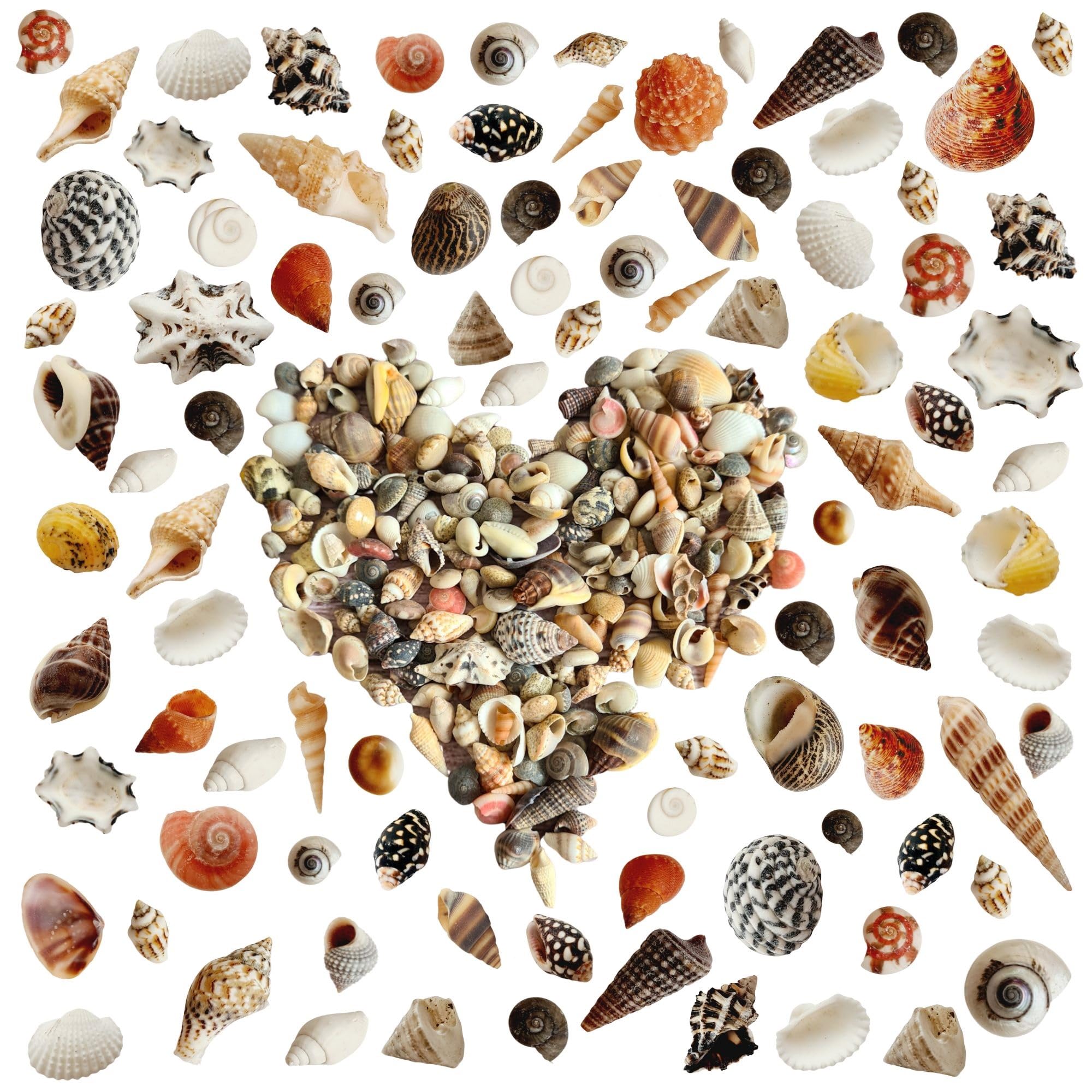 Avalon 400 pcs Tiny Mixed Sea Shells 20-25 Styles Ocean Spiral Seashells Tiny Beach Conch Shells Marine Life Seashells for Beach Theme Party, Resin Craft, Candle Making, Wedding Decor, Fish Tank