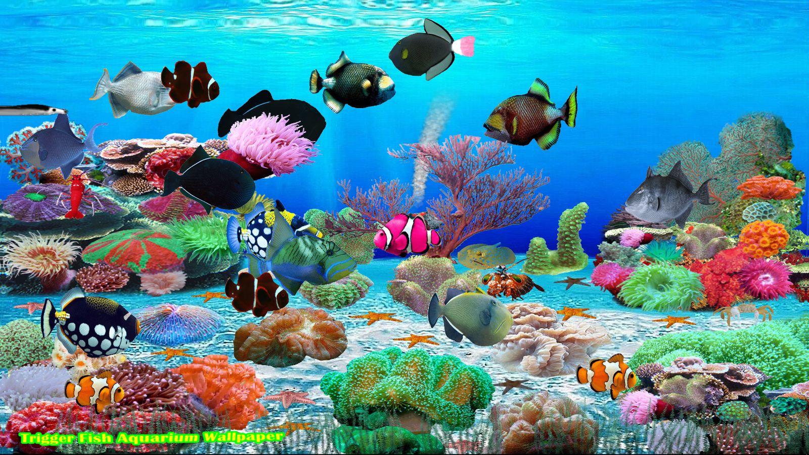 Trigger Fish Screen Saver [Download] - Thumbnail 5