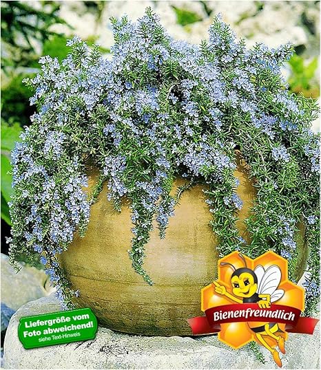 Baldur Garten Hange Rosmarin Capri 3 Pflanzen Rosmarinus Winterhart Hangepflanze Amazon De Garten