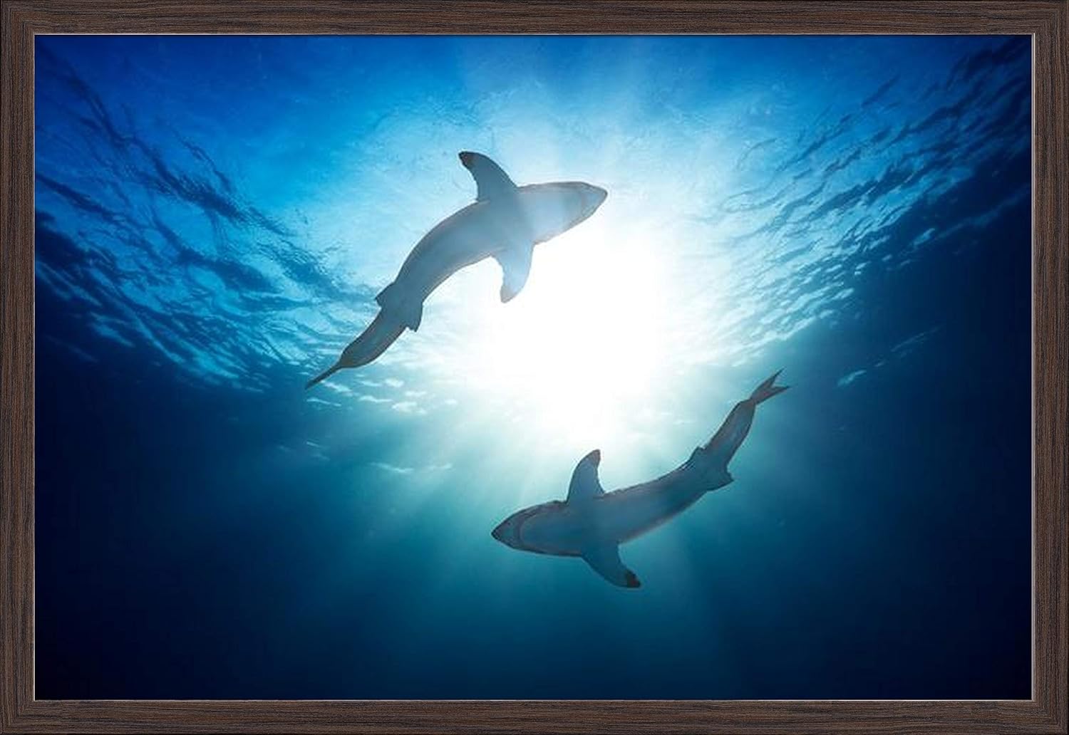 Great White Sharks by Surface of Water, View from Below A-9004320 (36x24 Giclee Art Print, Gallery Framed, Espresso Wood)