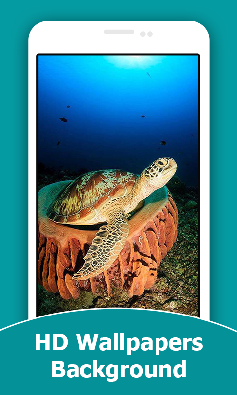 Turtle HD Wallpapers And Background