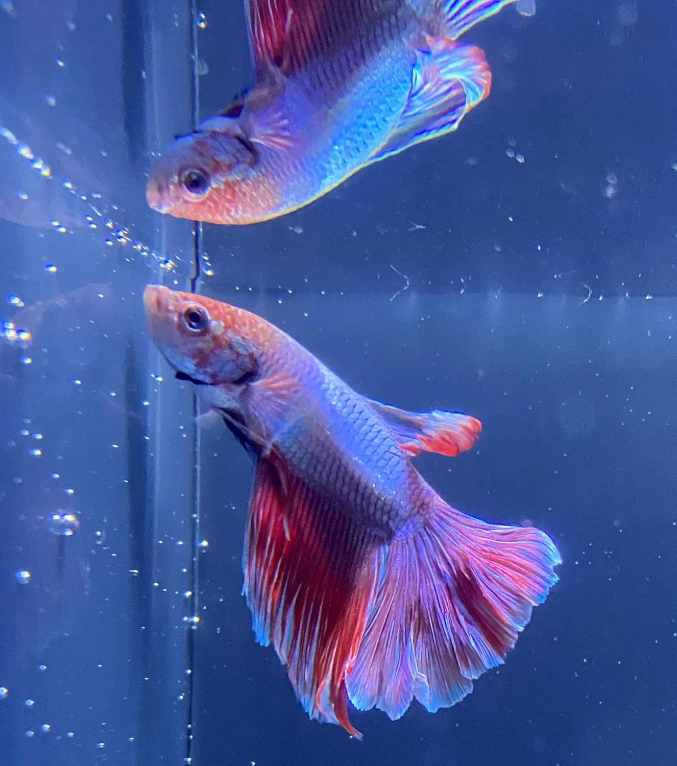 Amazon 熱帯魚 ベタ ハーフムーン ピンク ブルー レッド 東京倉庫出荷 アクアショップピラルク 観賞魚 水中生物 通販