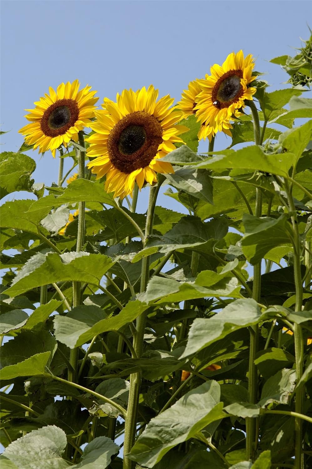 Flower Sunflower Titan 30 Seeds Upto 12 Feet Tall Amazon.co.uk