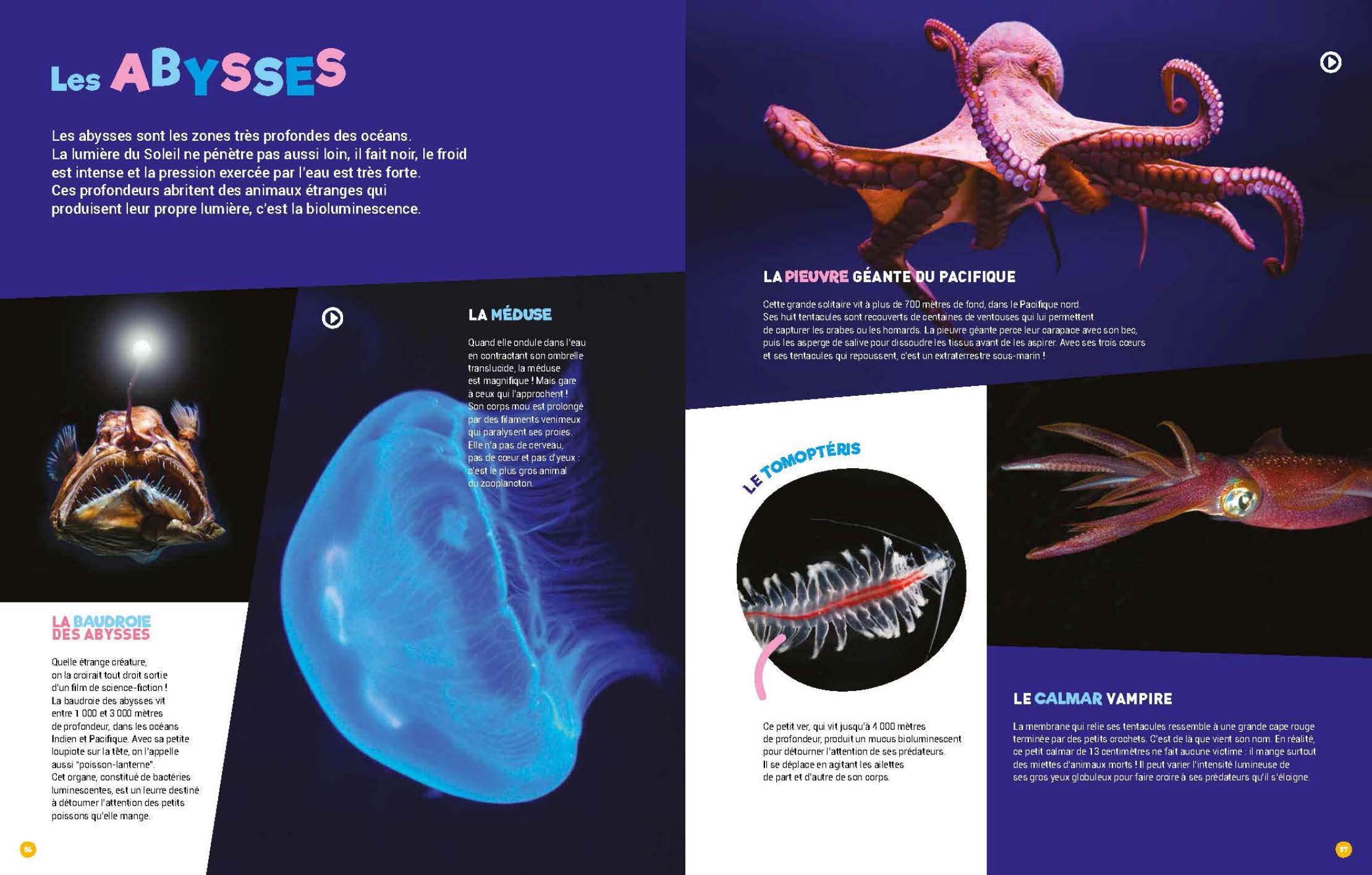 Amazon Com Oceans Les Animaux En Photos Et En Videos Idees Book Creations Libros