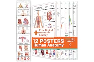 TRIBE RN Human Anatomy Posters for Medical Students – 12 Laminated Wall Charts Covering 13 Human Body Systems – Muscle, Skeletal, Nervous, Lymphatic – Ideal for Classrooms, Dorms & Healthcare Settings - 18x24