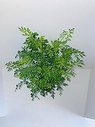 Two (2) Large Live Rue Herb