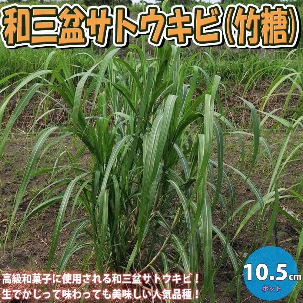 和三盆サトウキビ 竹糖 果樹苗 10 5cmポット 1個 和三盆は 高級和菓子などの原料に利用される和三盆糖の原料となるサトウキビの竹糖という品種 沖縄などで作られているサトウキビとは品種が異なり 四国の一 Amazon