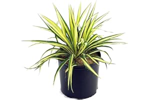 GREEN PROMISE FARMS Yucca filamentosa 'Color Guard' (Yucca) Shrub, #2 - Size Container