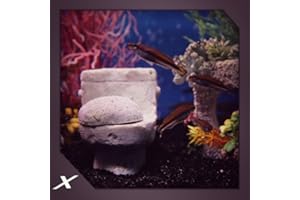 Toilet Tank aquarium
