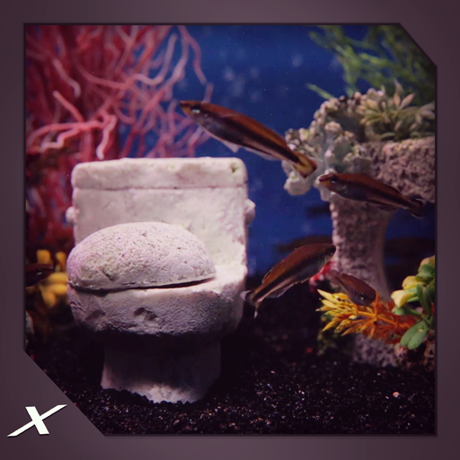 Toilet Tank aquarium