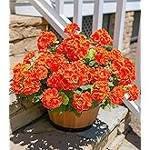 Fake Geraniums Artificial Flowers for Outdoors Fall Autumn Decoration, 6 Bundles Silk Geraniums UV Resistant Look Real Orange Faux Flowers Plants for Front Door Garden Planter Patio Balcony Yard Home