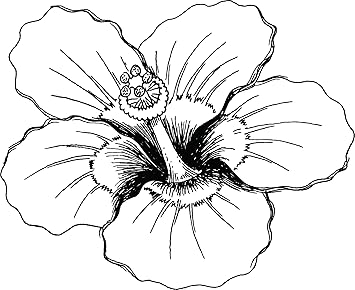 Download Amazon Com Beautiful Hibiscus Flower Tropical Island Vibes Floral For iPhone Get Wallpaper Amazon Com Beautiful Hibiscus Flower Tropical Island Vibes Floral For Android Free